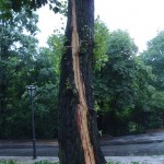 Drzewo, w które uderzył piorun (fot. Artur Surowiecki)