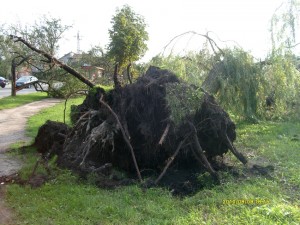 Skutki silnej wichury - Ząbki k. Warszawy (fot. Grzegorz Zawiślak)