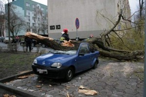 Silny wiatr powalił drzewo na zaparkowany samochód w Opolu (źródło: http://www.nto.pl/)