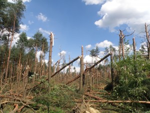Typowe zniszczenia w drzewostanie związane z oddziaływaniem wiatru prostoliniowego (fot. Wojciech Pilorz)