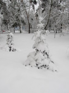 Krajobraz po obfitych opadach śniegu w Zielonce k. Warszawy (fot. G. Zawiślak)