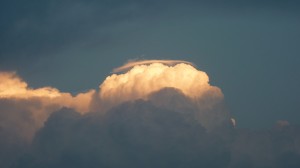 Pileus (fot: Tomasz Machowski)