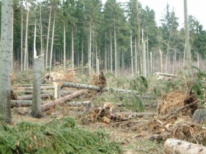 Drzewa powalone przez silny wiatr w trakcie przechodzenia nad Polską układu niskiego ciśnienia "Cyryl" (źródło: Regionalna Dyrekcja Lasów Państwowych we Wrocławiu)