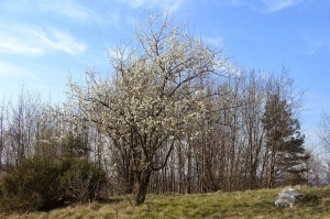 Wiosna (fot. A. Surowiecki)