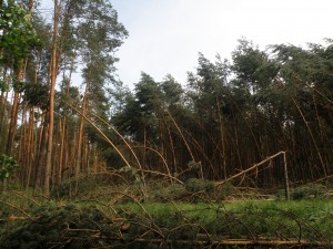 Szkody wiatrowe w lasach niedaleko miejscowości Pusta Kuźnica k. Lublińca. Fot. Wojciech Pilorz